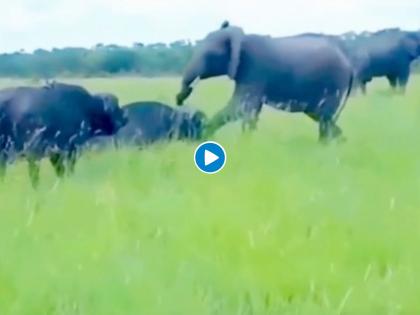 elephant kicks buffalo both starts fighting video goes viral on internet | Viral Video: गजराजाने म्हशीला मारली अशी किक की आपापसात भिडले दोन प्राणी, झाली तुफान लढाई