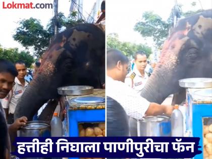 Elephant eating panipuri and enjoy it video goes viral on social media | VIDEO : रस्त्यात थांबून हत्तीने पाणीपुरीवर मारला ताव, लोक म्हणाले - 'ही नक्कीच हत्तीण असेल...'