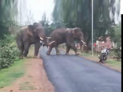 Two wild elephants killed father of 5 children by hitting him with their trunks in chandrapur | चंद्रपूर: 'फादर्स डे'च्या दिवशी पाच मुले झाली पोरकी! दोन रानटी हत्तीनी सोंडेने आपटून एकाला केले ठार Two wild elephants killed father of 5 children by hitting him with their trunks in chandrapur | चंद्रपूर: 'फादर्स डे'च्या दिवशी पाच मुले झाली पोरकी! दोन रानटी हत्तीनी सोंडेने आपटून एकाला केले ठार