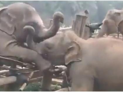 elephant crosses wooden fence to meet friend elephants video goes viral on internet | Viral Video: शांतता अन् संयमाने प्रेमाला जिंकता येतं, हत्तींच्या कळपाने सिद्ध केले हे वाक्य, पाहा व्हिडिओ