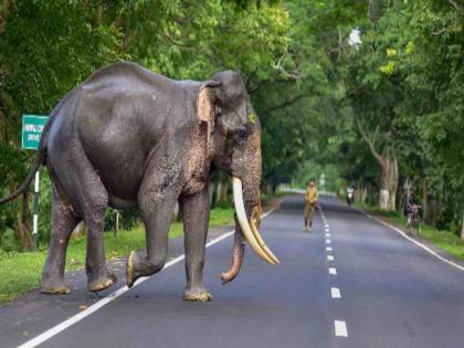 Special Aaticle on How do animals move from one forest to another | अन्वयार्थ : वन्यप्राणी एका जंगलातून दुसऱ्या जंगलात जाणार कसे?