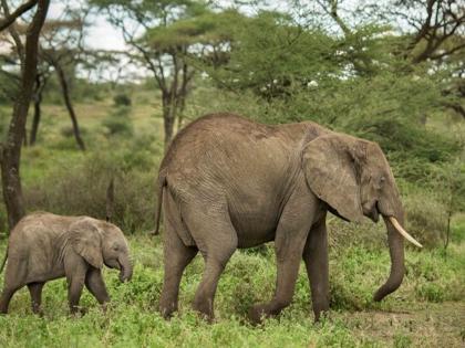 elephant in gadchiroli the confinement is over now | बंदिवास आता पुरे झाला; कळप निसर्गाकडे निघाला, कशाला उलटा फिरविता...