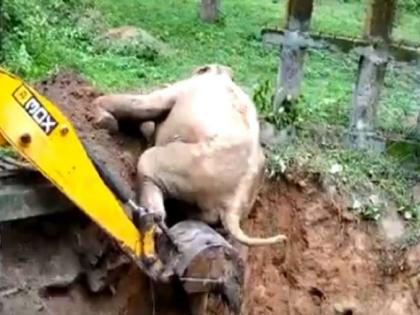 elephant rescue operation video in coorg,karanataka;went viral on social media | video : जेसीबीनं खड्ड्यात पडलेल्या हत्तीला वाचवलं, बाहेर आल्यानंतर त्यानं जे केलं ते पाहाच