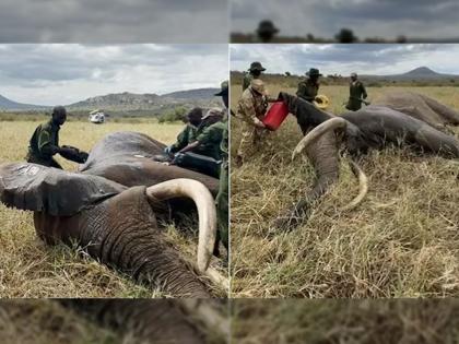 VIDEO : Elephant saved from poacher poisonous arrow forest officials rescued animal | VIDEO : विषारी बाणाने जखमी झाला होता हत्ती, वन अधिकाऱ्यांनी असा वाचवला त्याचा जीव!