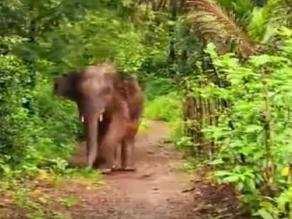 Omkar elephant settled in Goa returns to Sindhudurg | गोव्यात स्थिरावलेला 'ओंकार' हत्ती पुन्हा सिंधुदुर्गात