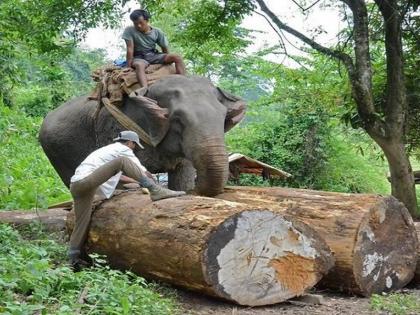 Don't drive an elephant under the influence of alcohol! Order of the Government of Sri Lanka to the Mahouts | Sri Lanka: दारू पिऊन हत्ती ‘चालवू’ नका! माहुतांना श्रीलंका सरकारचा आदेश