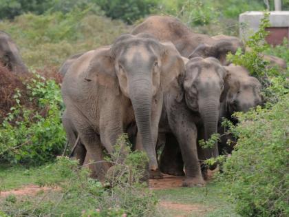 A herd of wild elephants in the village of Morley, Kerr | मोर्ले, केर गावांत रानटी हत्तींचा धुमाकूळ