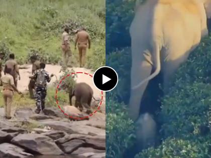 Tamilnadu forest department reunited a lost baby elephant with its mother and herd at the anamalai tiger reserve in pollachi video goes viral on social media | वनविभागाने घडवली मादी हत्तीणीची पिल्लाशी भेट;  व्हायरल व्हिडीओने जिंकली नेटकऱ्यांची मनं