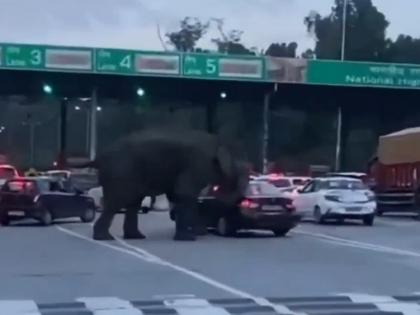 Video: Elephant Attack On Black Car On Dehradun Toll Plaza Watch Video | Video: टोल प्लाझावर गजराजची एन्ट्री; कारवर केला हल्ला, एका क्षणात काचा फोडल्या अन्... Video: Elephant Attack On Black Car On Dehradun Toll Plaza Watch Video | Video: टोल प्लाझावर गजराजची एन्ट्री; कारवर केला हल्ला, एका क्षणात काचा फोडल्या अन्...