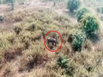 A shocking incident of a young man being crushed to death by a wild elephant has come to light in Chhattisgarh. | सासरकडे निघाला, वाट बदलली; अचानक हत्ती समोर आला, तो धावला अन् पुढे भयावह घडलं...!