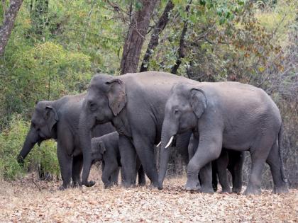 7 elephants died suddenly and three are in critical condition; Suspicion of poisonous crop | 7 हत्तींचा अचानक मृत्यू तर तिघांची प्रकृती चिंताजनक; विषारी सापाच्या जोडप्यावर संशय...