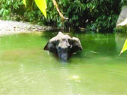 Another elephant dies, jaw fractures due to firecrackers going through fruit | आणखी एका हत्तिणीचा मृत्यू, फळांमधून फटाके तोंडात गेल्याने जबड्यांना फ्रॅक्चर