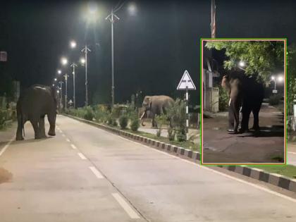 Elephants roaming in Gadchiroli City: Elephants left the forest and villages and came to the city; panic gripped the citizens of Gadchiroli | जंगल, गाव-खेडे सोडून हत्ती शहरात आले; गडचिरोलीत नागरिकांची उडाली घाबरगुंडी Elephants roaming in Gadchiroli City: Elephants left the forest and villages and came to the city; panic gripped the citizens of Gadchiroli | जंगल, गाव-खेडे सोडून हत्ती शहरात आले; गडचिरोलीत नागरिकांची उडाली घाबरगुंडी