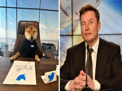 Twitter New CEO : Dog Becomes CEO of Twitter; Elon Musk's big announcement, said- 'she is better than others...' | Twitter New CEO : कुत्रा बनला Twitter चा CEO; Elon Musk यांची मोठी घोषणा, म्हणाले- 'हा इतरांपेक्षा चांगला...'