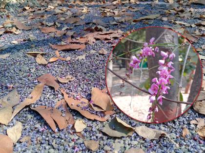 'Blue pearls' on a Milesia tree in the parking lot of Empress Gardens | एम्प्रेस गार्डनच्या पार्किंगमध्ये मिलेशिया वृक्षावर ‘निळे मोती’