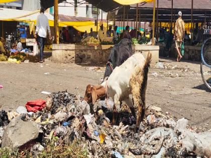 Environment Day Special Plastic enters stomach along with food Livestock in danger due to digestive system damage | पर्यावरण दिन विशेष: जाई प्लास्टिक पोटात; पचन बिघडून पशुधन धोक्यात Environment Day Special Plastic enters stomach along with food Livestock in danger due to digestive system damage | पर्यावरण दिन विशेष: जाई प्लास्टिक पोटात; पचन बिघडून पशुधन धोक्यात