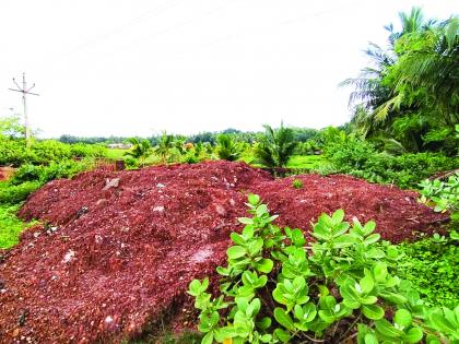 Garbage fills Kandalvan areas, environmentalists in Malvan are aggressive | कचऱ्याने कांदळवन क्षेत्रे बुजविली, मालवणमधील पर्यावरणप्रेमी आक्रमक