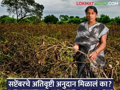 Latest News Important appeal for farmers who have not received September's heavy rainfall subsidy | तुमचे सप्टेंबरचे अतिवृष्टी अनुदान आले नसल्यास, फक्त या' गोष्टी करा, अनुदान जमा होईल! Latest News Important appeal for farmers who have not received September's heavy rainfall subsidy | तुमचे सप्टेंबरचे अतिवृष्टी अनुदान आले नसल्यास, फक्त या' गोष्टी करा, अनुदान जमा होईल!