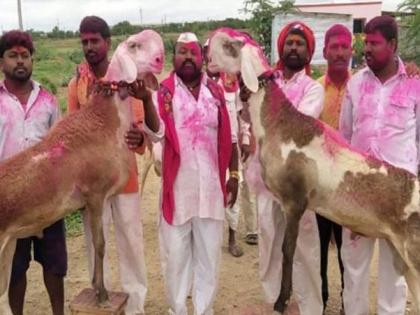 मालकानं ७० लाखालाही विकला नाही बकरा; म्हणाला, दीड कोटीलाच विकणार, अन् नाव ठेवलं.....