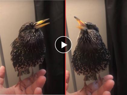 Listen Starling's Stunning Skills with Sound: European starlings are accomplished mimics, this one is imitating human speech, Video  | Starling's Stunning Skills : बाबो! स्टार्लिंग पक्षाचं इंग्रजी लय भारी, Video ने सर्वांना केलं अचंबित