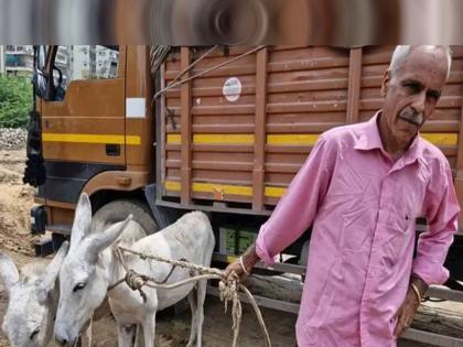 Why is an ex-IAS officer walking on the road with two donkeys You will be surprised to know the reason | दोन गाढवांना घेऊन रस्त्यावर का फिरतायत माजी IAS अधिकारी? कारण जाणून थक्क व्हाल