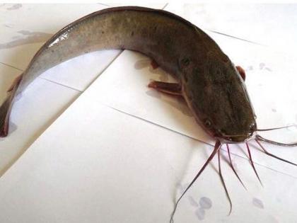 Complete ban on exotic catfish | एक्झॉटिक मागूर माशावर पुर्णत: बंदी