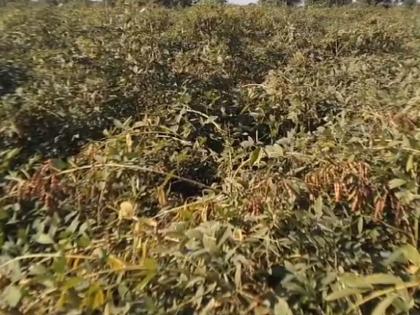 Loss of tur, millet, cotton crops due to continuous unseasonal rains in ahmednagar; Farmers worried | सततच्या अवकाळी पावसामुळे तूर, बाजरी, कापूस पिकांचे नुकसान; शेतकरी चिंतेत