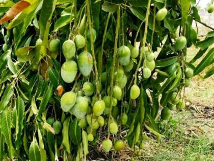 Organic Mangos disappeared from villages | गावकुसातील आमराई अन् गावरान आंबा हद्दपार