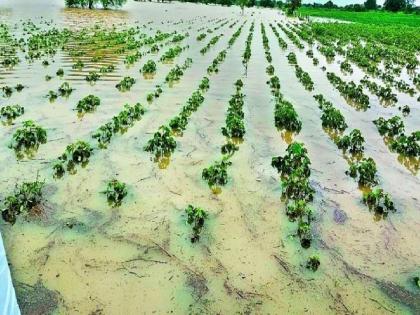 65 crore available for affected crops in July; Government assistance will be available before Diwali | जुलैमधील बाधित पिकांसाठी ६५ कोटी उपलब्ध; दिवाळीपूर्वी मिळणार शासन मदत