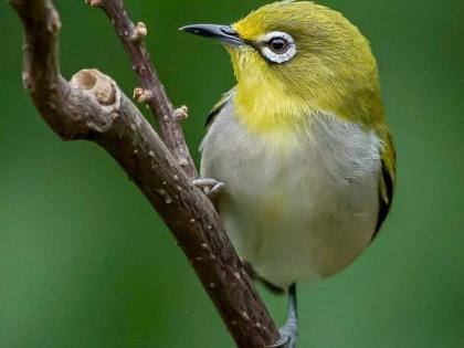 Rare 'Oriental Early' found near Navegaon Dam | नवेगावबांधजवळ आढळला दुर्मिळ ‘प्राच्य आर्ली‘