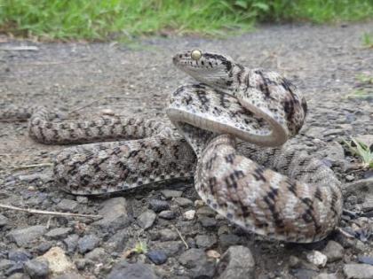 Rare Fausten cat snake found for the first time in Nagpur | नागपुरात पहिल्यांदाच आढळला दुर्मिळ फॉस्टेन कॅट साप