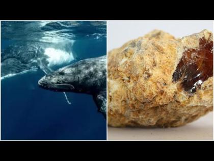 Scientists found rare treasure worth 44 crores inside dead whales stomach | व्हेलच्या आतड्यांमध्ये सापडला 'खजिना', एका झटक्यात कोट्याधीश होऊ शकता!