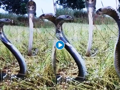 3 King cobra found together video goes viral on social media | Video: जेव्हा एकत्र समोरा-समोर आले ३ खतरनाक किंग कोब्रा, नजारा पाहून उडेल थरकाप...