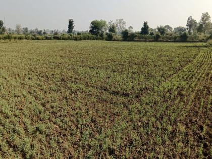 Dominance of Rabbit Gram Crop; Wheat is second | रब्बीत हरभरा पिकाचा बोलबाला; गहू दुसऱ्या स्थानावर