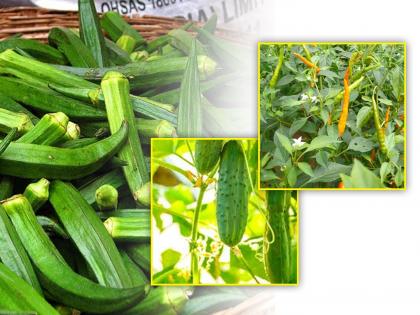 Loss of Lady Finger, cucumber, chillies on 252 hectares in 49 villages of Thane district | ठाणे जिल्ह्यातील ४९ गांवामधील २५२ हेक्टरवरील भेंडी, काकडी, मिरचीचे नुकसान