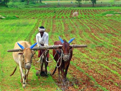 All registered farmers will get 15 thousand hectares | नाेंदणीकृत सर्वच शेतकऱ्यांना मिळणार हेक्टरी १५ हजार