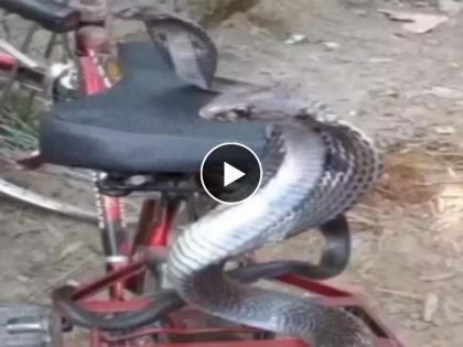 Naag-Nagin sitting on bicycle watch viral video | सायकलवर फणा काढून बसले होते नाग-नागिण, व्हिडीओ बघून बसणार नाही विश्वास...