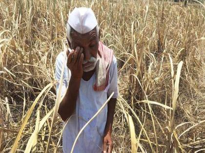 If the CIBIL score is less than 720, the farmers have no crop loan | सिबिलचा गुणांकन ७२० पेक्षा कमी असल्यास शेतकऱ्यांना पीक कर्ज नाही