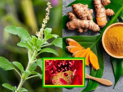 Turmeric and Tulsa are the very effective to reduce bad cholesterol in the body Use it like this | शरीरातील बॅड कोलेस्टेरॉल कमी करण्यासाठी रामबाण आहे हळद आणि तुळस! असा करा वापर