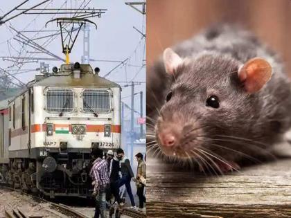 rat play train fire alarm in saptakranti express and stalled the train late at night | एका उंदरामुळं रात्री उशिरापर्यंत रखडली ट्रेन; समोर आलं असं सत्य की, तुम्हालाही हसू आवरणार नाही!