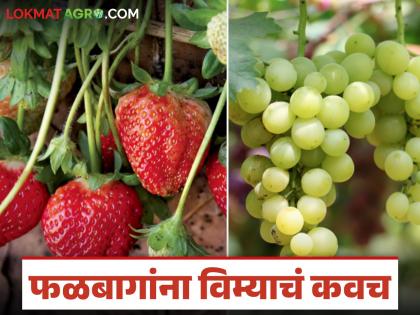 Fal Pik Vima : Till what date can I apply for which crop in the Fruit Crop Insurance Scheme? Read in detail | Fal Pik Vima : फळपिक विमा योजनेत कोणत्या पिकासाठी किती तारखेपर्यंत करू शकतो अर्ज? वाचा सविस्तर Fal Pik Vima : Till what date can I apply for which crop in the Fruit Crop Insurance Scheme? Read in detail | Fal Pik Vima : फळपिक विमा योजनेत कोणत्या पिकासाठी किती तारखेपर्यंत करू शकतो अर्ज? वाचा सविस्तर