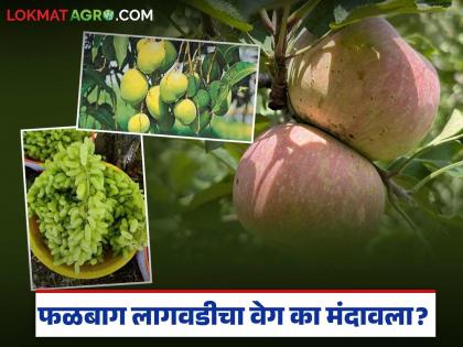 latest news Falbag Yojana: Why has the pace of orchard cultivation slowed down? The employment-generating scheme has been stalled. Read in detail | Falbag Yojana : फळबाग लागवडीचा वेग का मंदावला? रोजगार देणारी योजना रखडली वाचा सविस्तर latest news Falbag Yojana: Why has the pace of orchard cultivation slowed down? The employment-generating scheme has been stalled. Read in detail | Falbag Yojana : फळबाग लागवडीचा वेग का मंदावला? रोजगार देणारी योजना रखडली वाचा सविस्तर