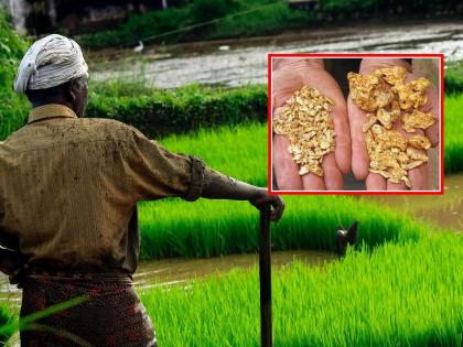 A farmer was casually strolling along the Farm; suddenly, he saw a flash of light, and found gold worth Rs 36,000 crores in France | बांधावरून सहजच फेरफटका मारत होता शेतकरी; अचानक चमकले, ३६००० कोटींचे सोने सापडले... A farmer was casually strolling along the Farm; suddenly, he saw a flash of light, and found gold worth Rs 36,000 crores in France | बांधावरून सहजच फेरफटका मारत होता शेतकरी; अचानक चमकले, ३६००० कोटींचे सोने सापडले...