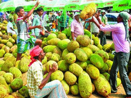 The markets of Mumbai have been decorated and started arriving | मुंबईच्या बाजारपेठा फणसांंनी सजल्या, आवक सुरू