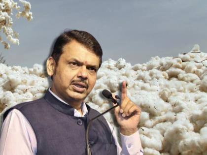 File a case against those who buy cotton at low prices; Orders of Devendra Fadnavis | कमी किंमतीत कापूस खरेदी करणाऱ्यांवर गुन्हा दाखल करा; देवेंद्र फडणवीसांचे आदेश