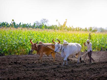 Take money, do sowing; State's agricultural debt increased by one percent | घ्या पैसे, करा पेरणी; राज्याचा कृषी कर्ज टक्का वाढला! Take money, do sowing; State's agricultural debt increased by one percent | घ्या पैसे, करा पेरणी; राज्याचा कृषी कर्ज टक्का वाढला!