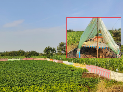 Farmers' funda! colorful sarees fences and ridges to protect crops | शेतकऱ्यांचा फंडा! पिकांच्या रक्षणासाठी रंगीबेरंगी साड्यांचे कुंपण अन् उंचवट्यावर मळा