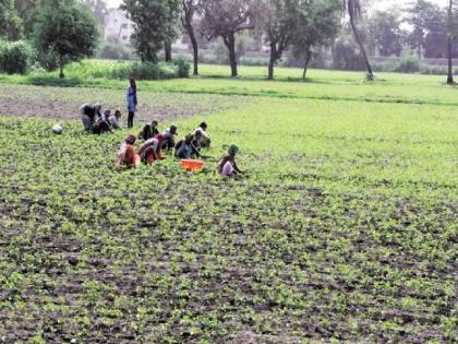 Fake crop insurance was paid in the name of 4,500 farmers in Nanded; 40 Setu center operators charged | नांदेडात साडेचार हजार शेतकऱ्यांच्या नावाने भरला बोगस पीकविमा; ४० सेतू केंद्रचालकांवर गुन्हा
