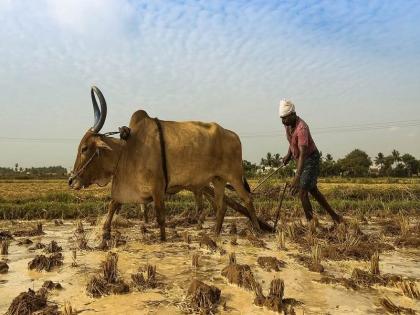 Relief for farmers! The state government will pay an installment of 1 thousand crores, the insurance companies will get the money in 10 days | शेतकऱ्यांना दिलासा! राज्य सरकार देणार १ हजार कोटींचा हप्ता, विमा कंपन्यांना १० दिवसांत मिळणार पैसे