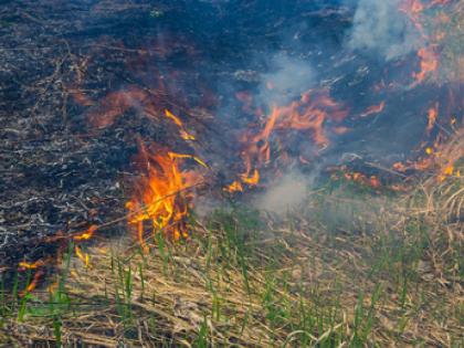 While burning the grass in the field, the neighboring farmer's sugarcane caught fire in satara | Satara News: स्वत:च्या शेतात गवत पेटविले, आग लागली दुसऱ्याच्या उसाला; दोघांवर गुन्हा नोंद